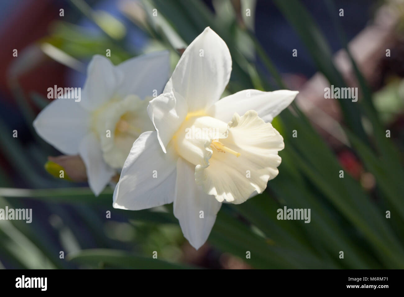 'Mount Hood' Narzisse, Påsklilja (Narcissus pseudonarcissus) Stockfoto