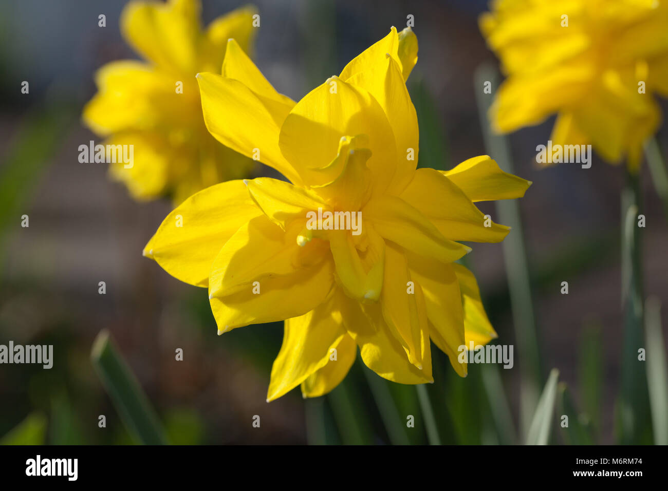 'Golden Ducat' Narzisse (Narcissus), Påsklilja Stockfoto