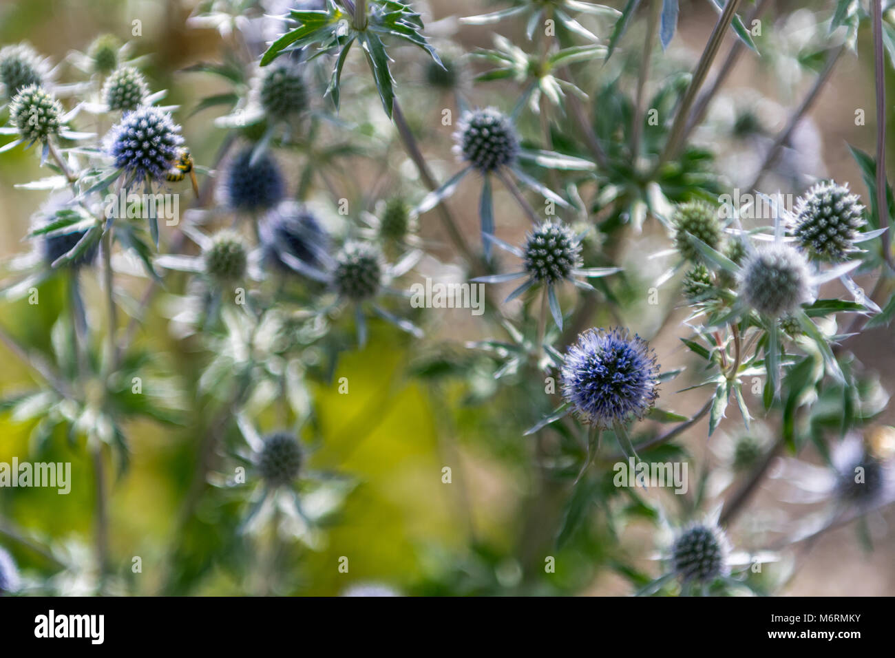 Blau eryngo bekannt als flache Meer holly oder eryngium Planum Stockfoto