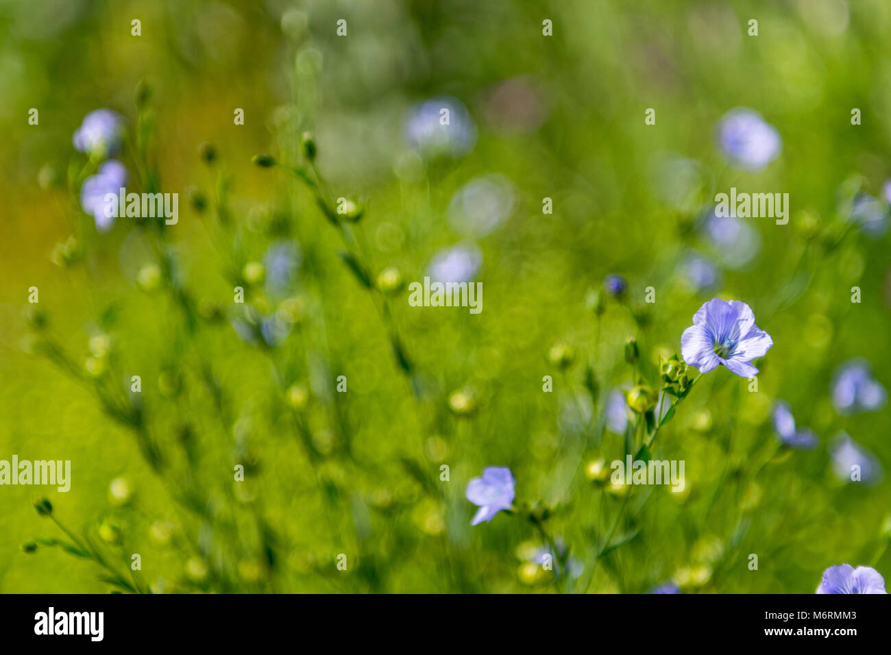 Gemeinsame Flachs oder Bekannte sd Leinsamen oder Linum usitatissimum Stockfoto