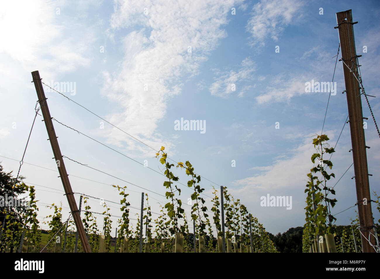 Weinanbau, Feld Stockfoto