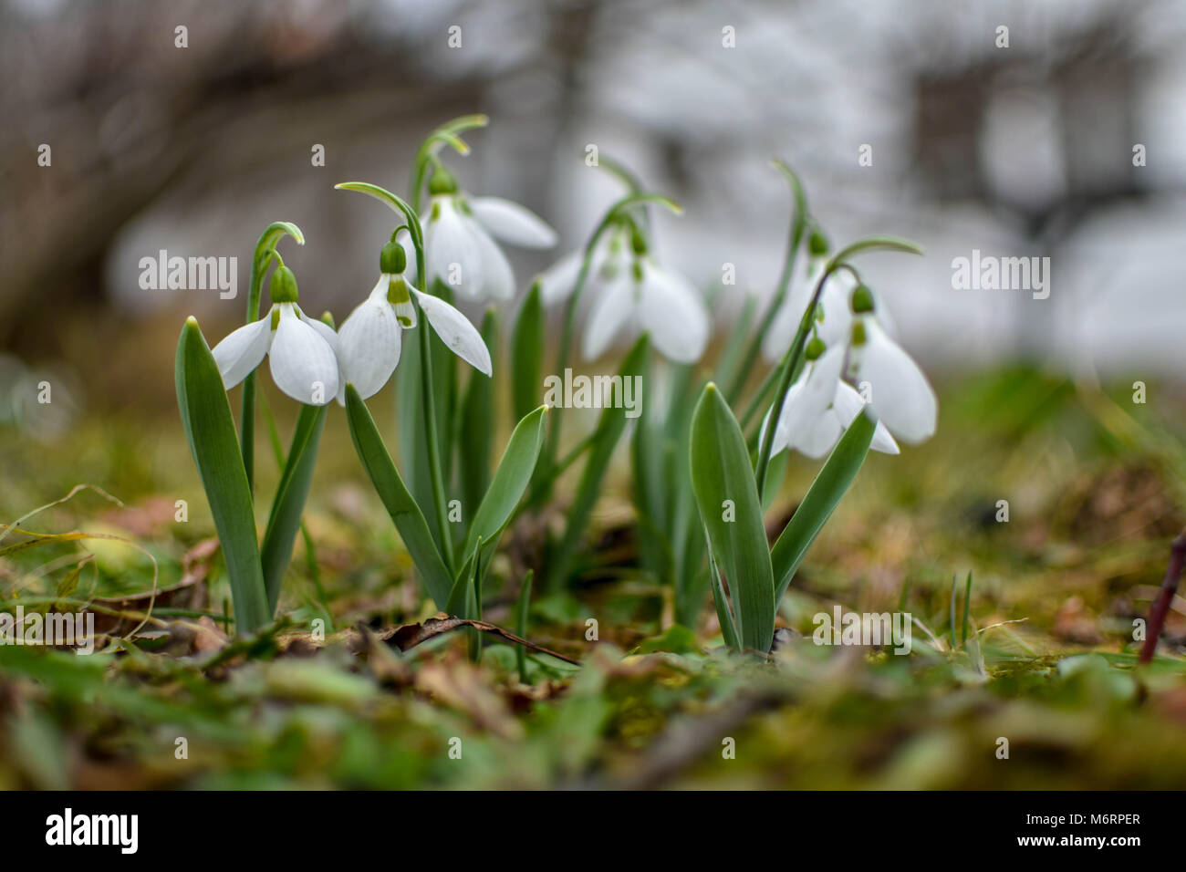 Nahaufnahme eines Bündels von snowdrop Blumen in einem Garten (galanthis) früh im Frühling Stockfoto