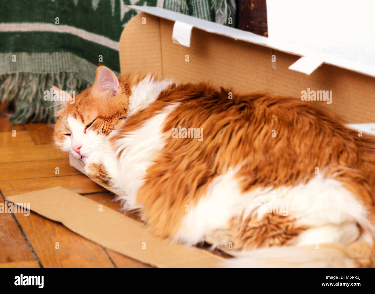 Charmante nach Big Red cat Schlafen in der Box Stockfoto