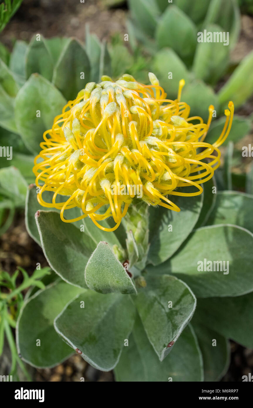 Leucospermum cordifolium - Kupfer Karneval Stockfoto