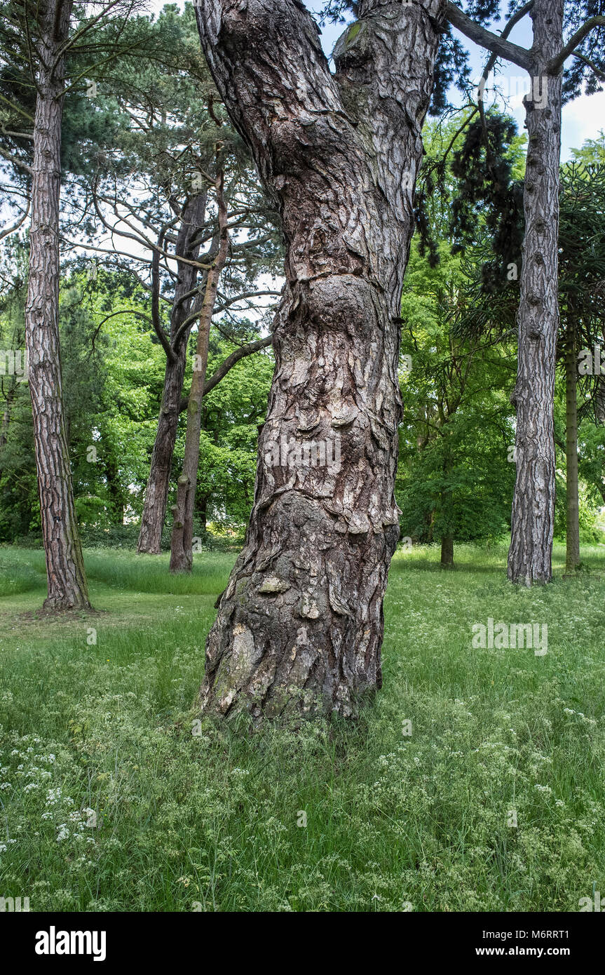 Europäische Schwarze kiefer - Pinus nigra Stockfoto
