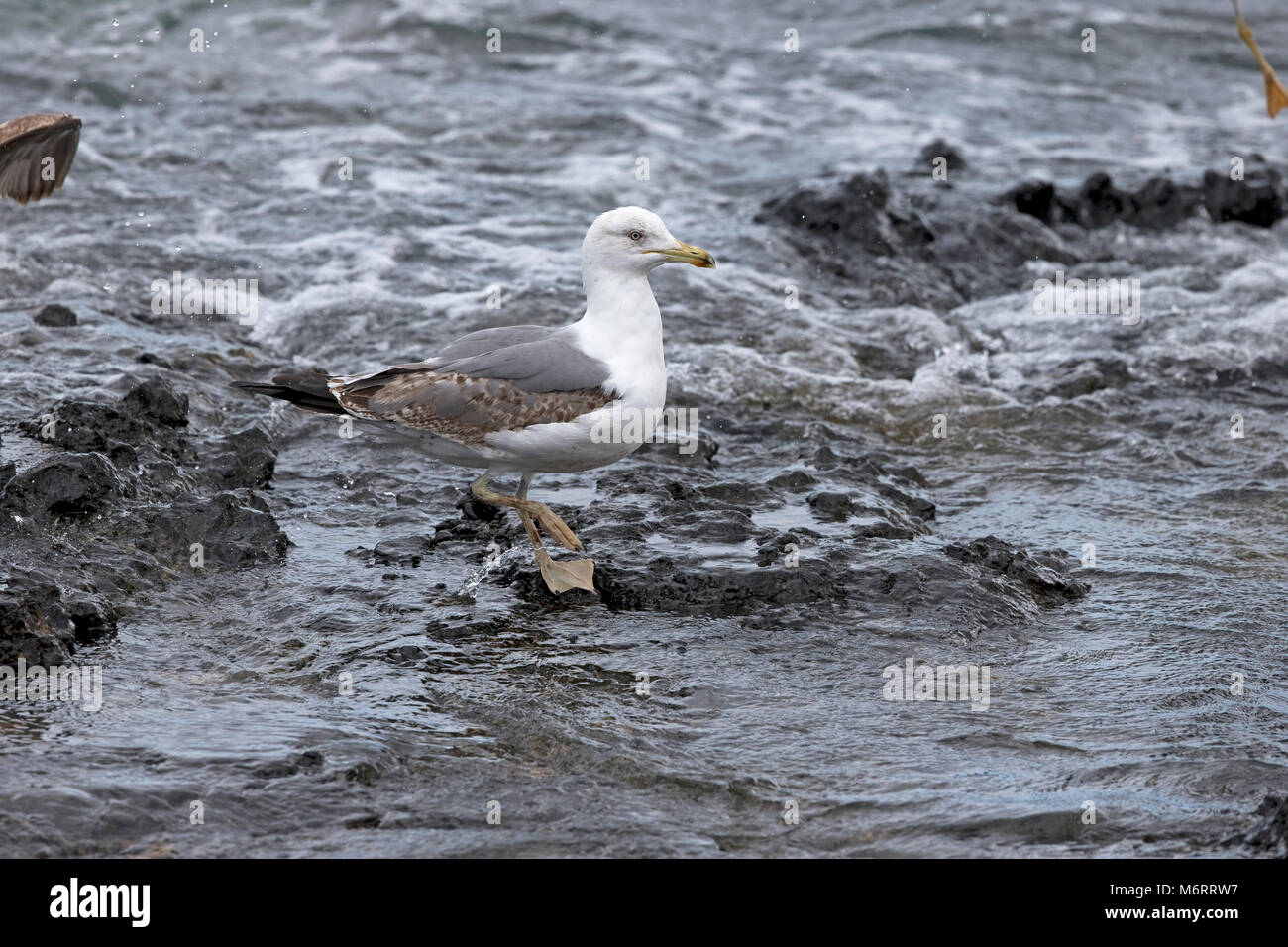 Yellow-legged Gull (Larus michahellis Atlantis) Stockfoto