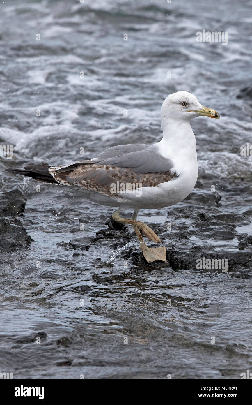 Yellow-legged Gull (Larus michahellis Atlantis) Stockfoto
