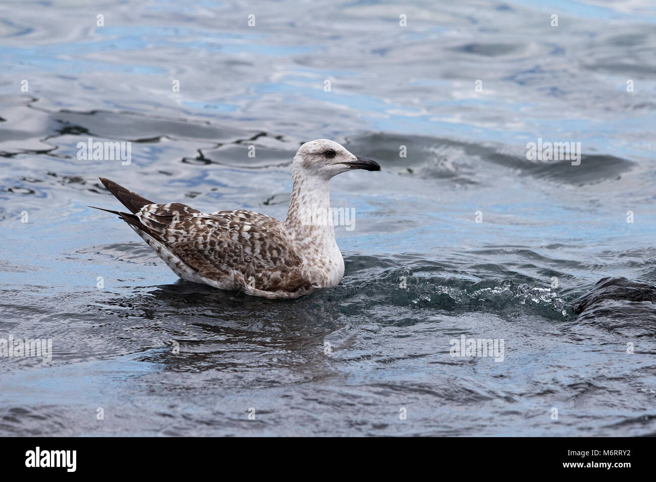 Yellow-legged Gull (Larus michahellis Atlantis) Stockfoto