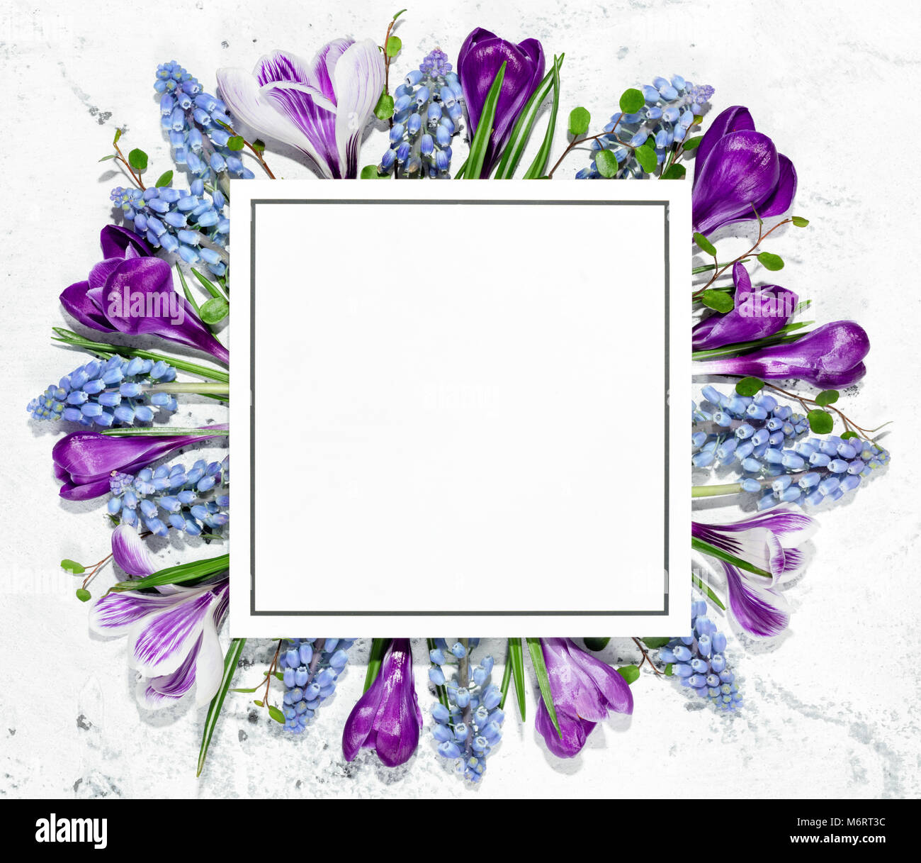 Crocus Blume und eine leere Karte auf weißem Hintergrund Stockfoto