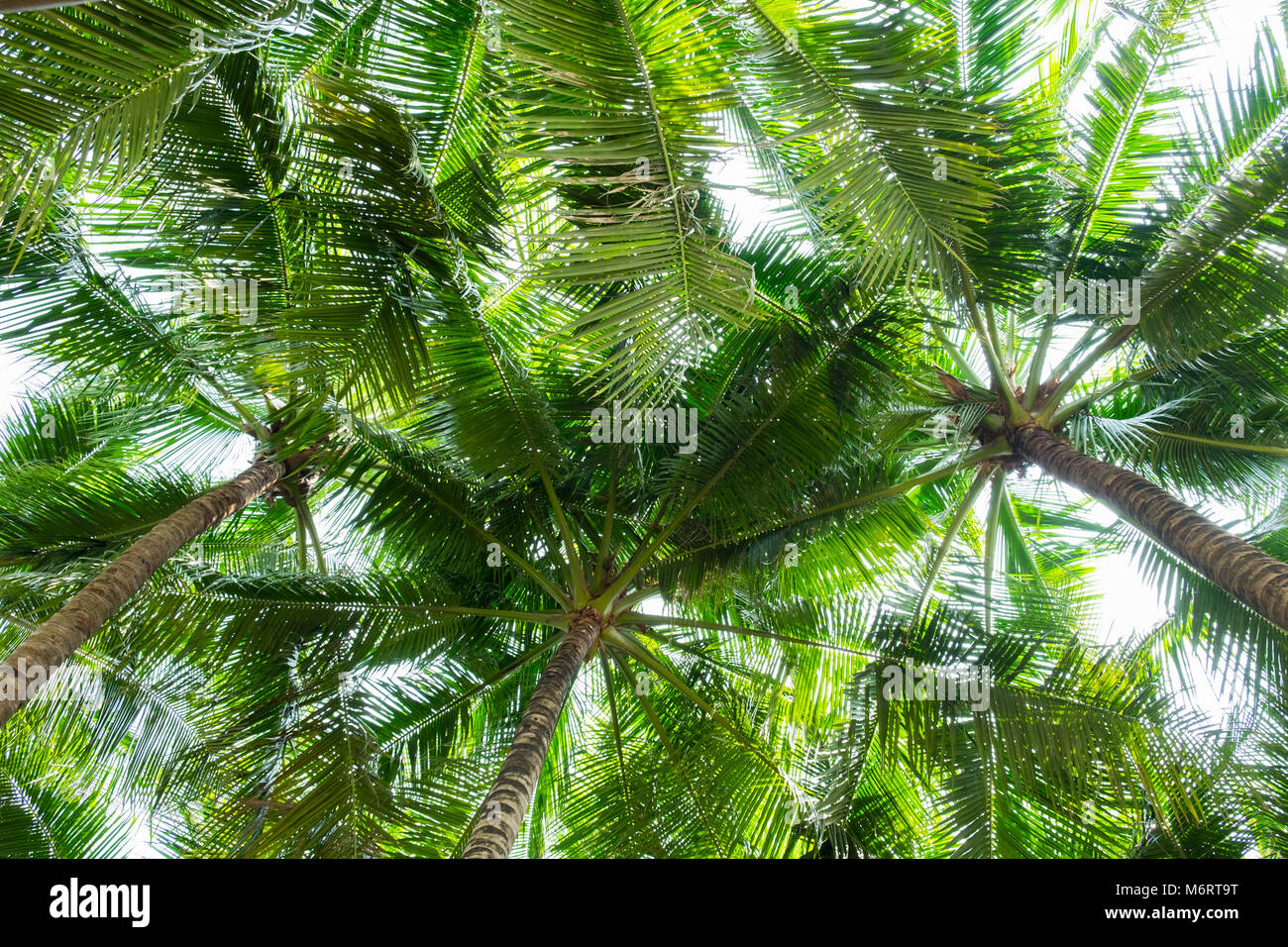 Kokospalmen Ansicht von unten, perspektivische Ansicht Stockfoto