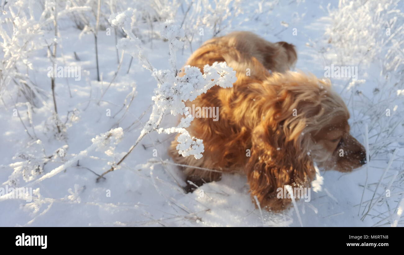 Cocker Spaniel auf Frost bedeckt Gras. Red Spaniel in gefrorenem Gras im Winter Stockfoto