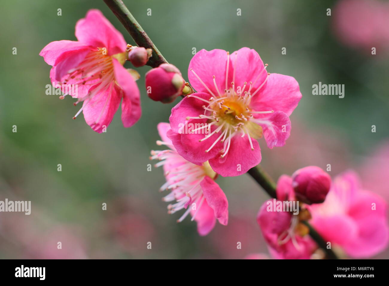 Prunus japanische Aprikose 'Beni-Chidori 'Japanische Aprikose Baum, Blüte im Februar, Großbritannien Stockfoto