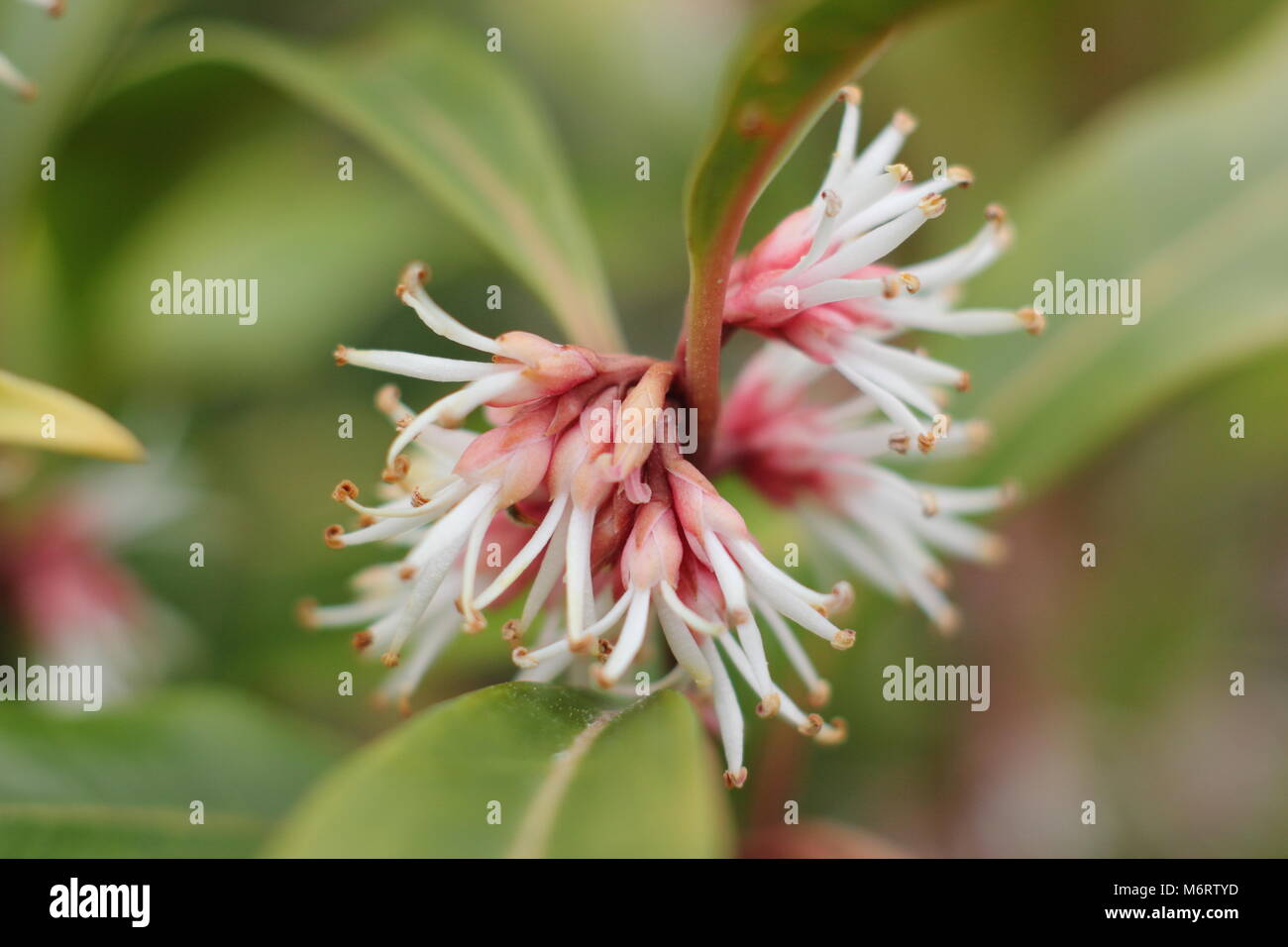 Die duftenden Blüten der winterblüher Sarcococca hookeriana var. digyna (Weihnachten oder süße Box), UK Stockfoto