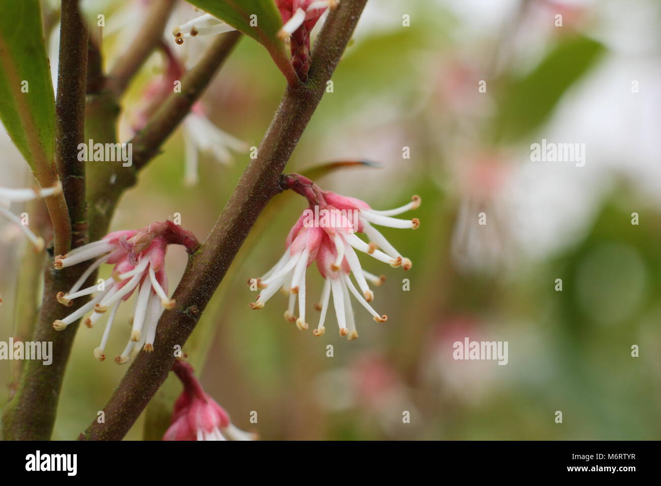 Die duftenden Blüten der winterblüher Sarcococca hookeriana var. digyna (Weihnachten oder süße Box), UK Stockfoto