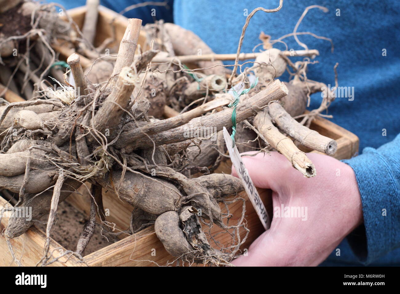 Dahlien Knollen aus der Lagerung im Winter für Rot vor dem Start im Frühjahr durch männliche Gärtner zu prüfen, Großbritannien Stockfoto