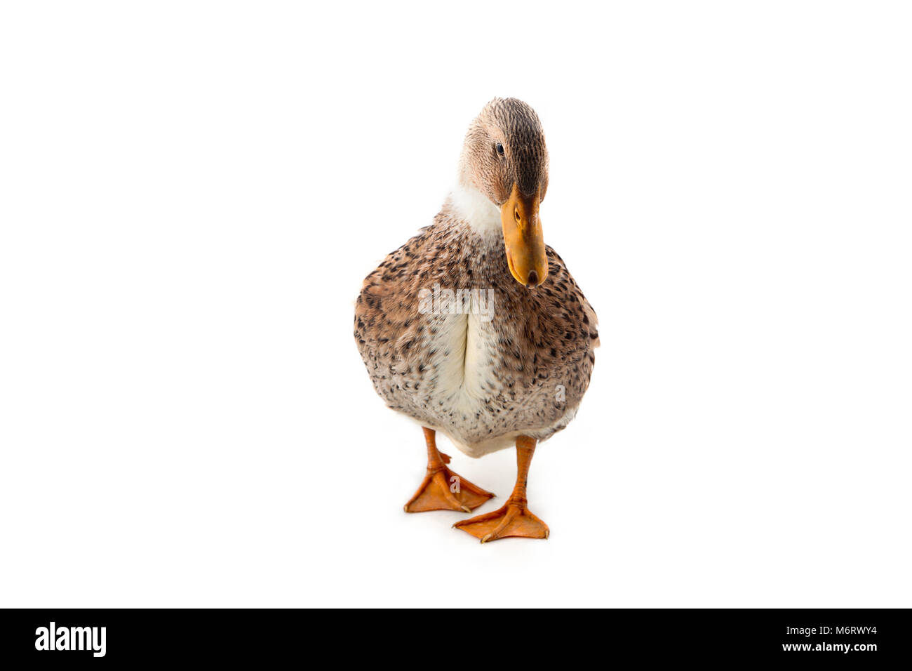 Ente auf dem weißen Hintergrund Stockfoto