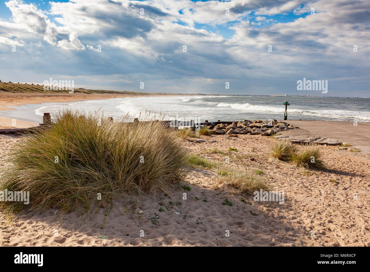 Gräser in der Sand auf Seaton Sluice Strand wächst, Blyth, die in der fernen Spray, Northumberland. Großbritannien Stockfoto