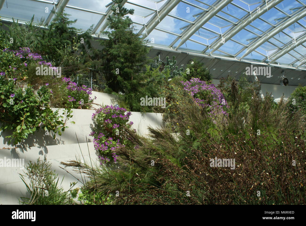 Eine Szene im Inneren der Großen Gewächshaus im Botanischen Garten von Wales Stockfoto