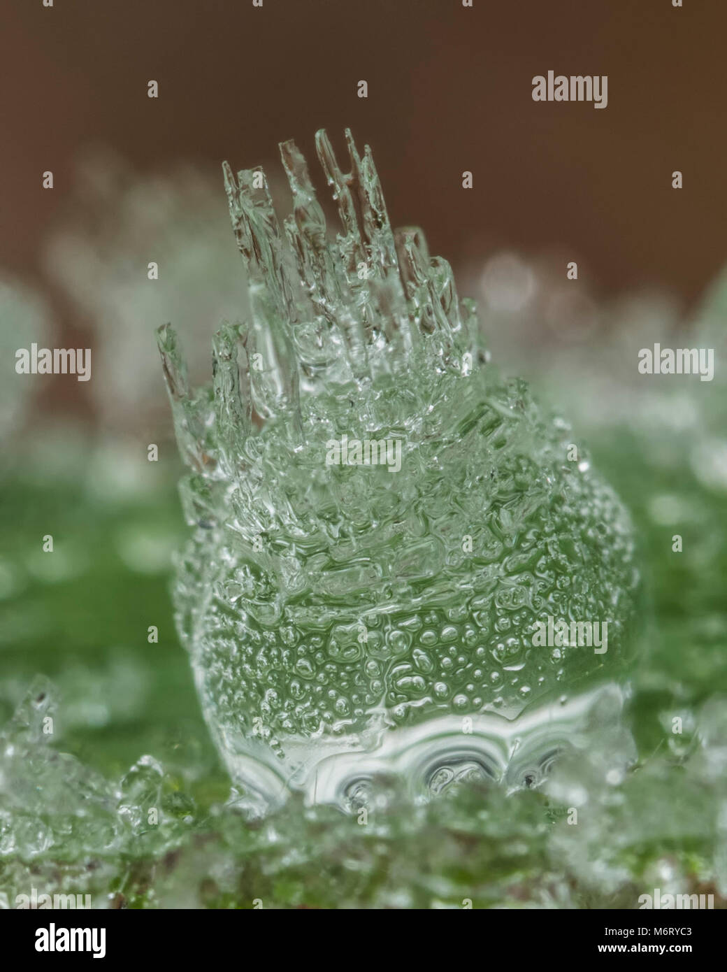 Gefrorene Wassertropfen auf grashalm an einem frostigen Morgen im Winter. Tipperary, Irland Stockfoto