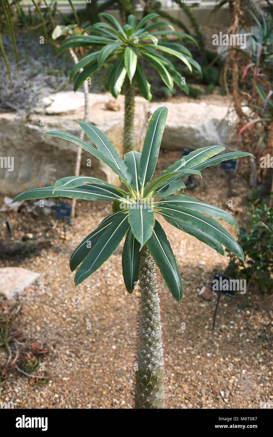 Pachypodium lamerei Pflanzen Stockfoto