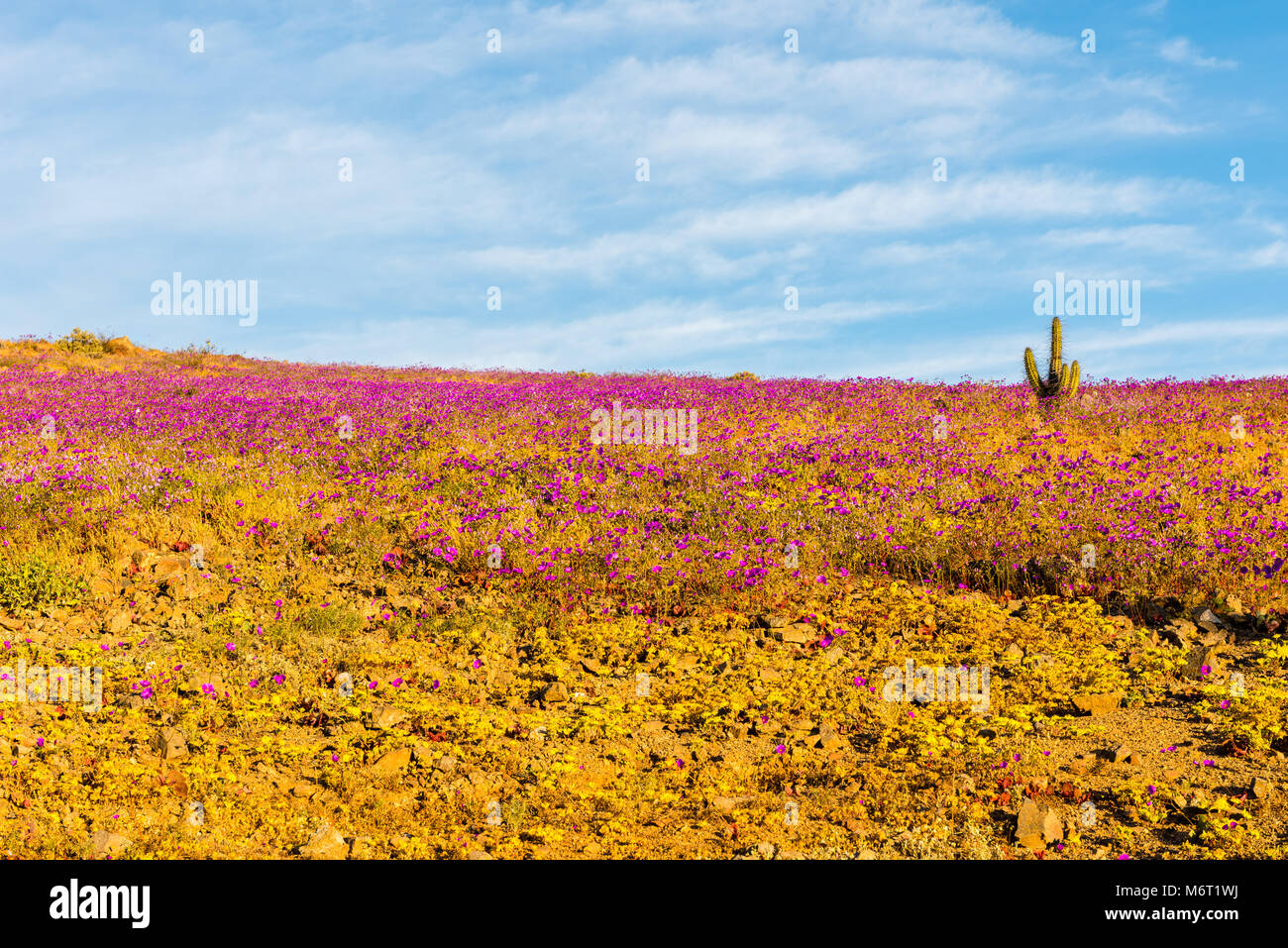 Patas de Guanaco (portulacaceae cachinalensis Phil.) Blühende Wüste Chile 2017 Stockfoto