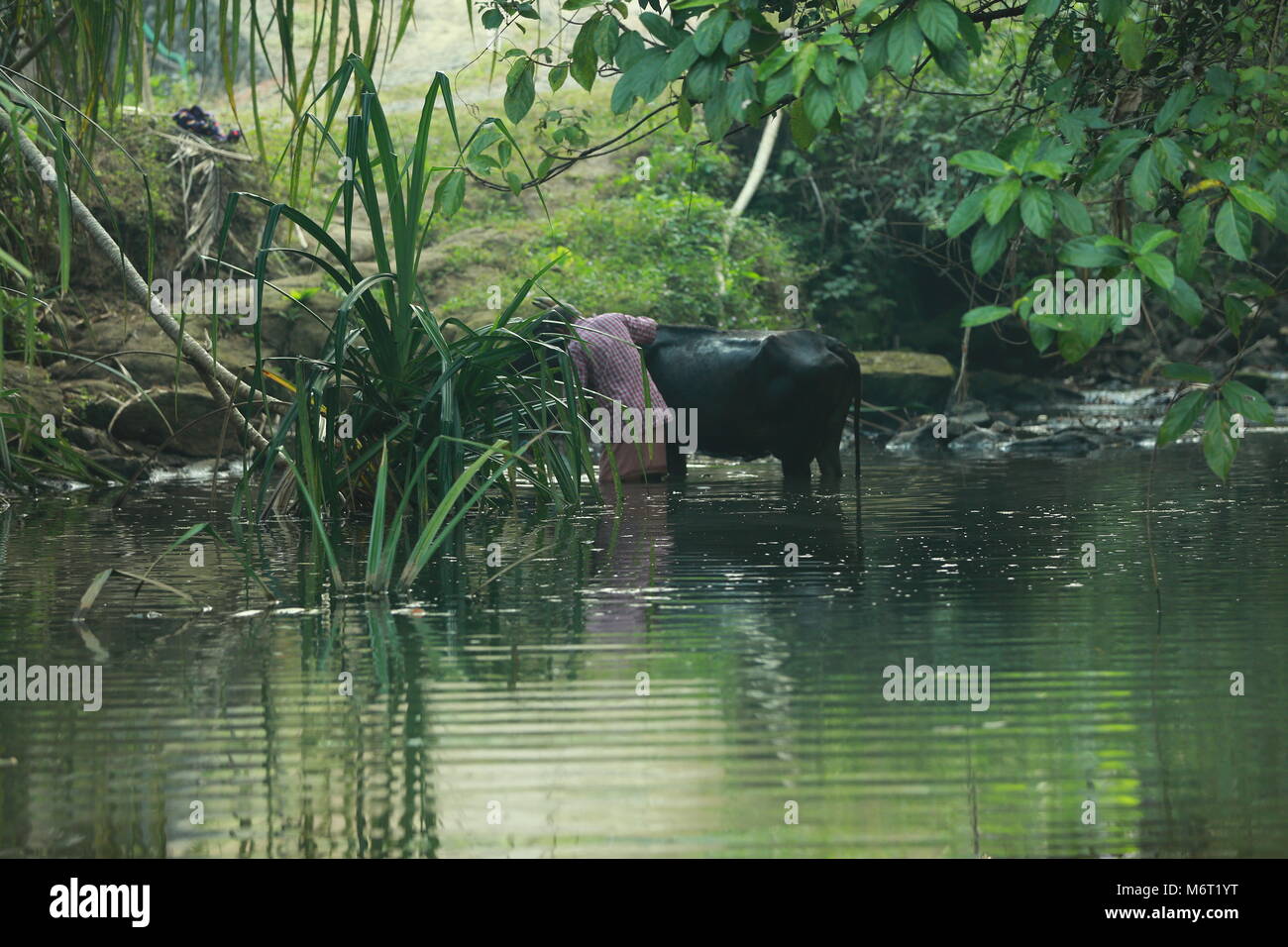 Natur, Leben, Kerala Natur Stockfoto