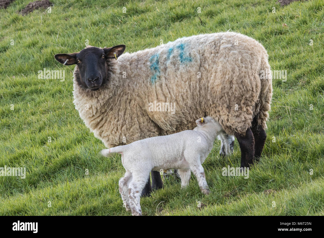 Neu geborene Waliser Frühjahr Lämmer Beschickung von einem Mutterschaf Stockfoto