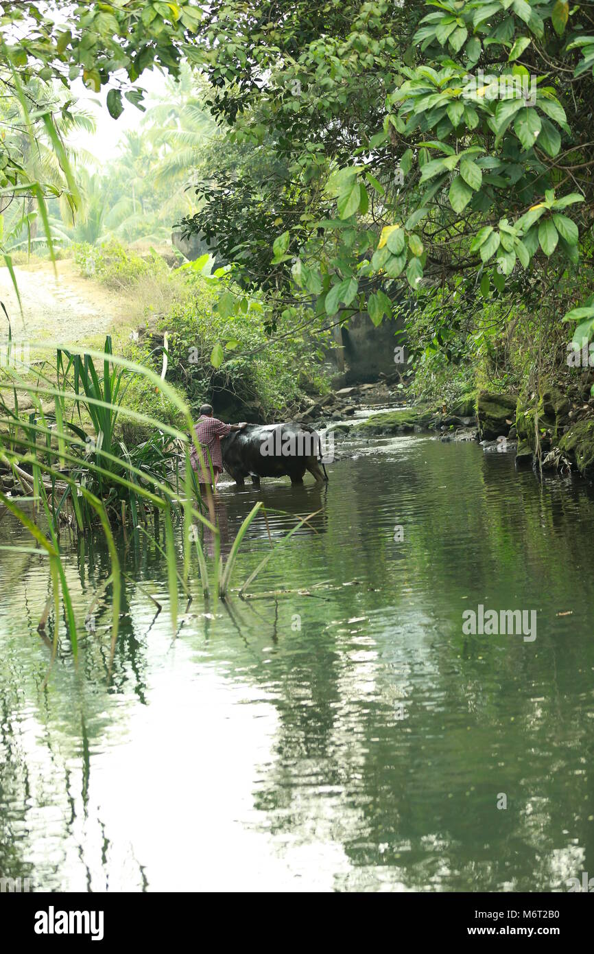 Natur, Leben, Kerala Natur Stockfoto