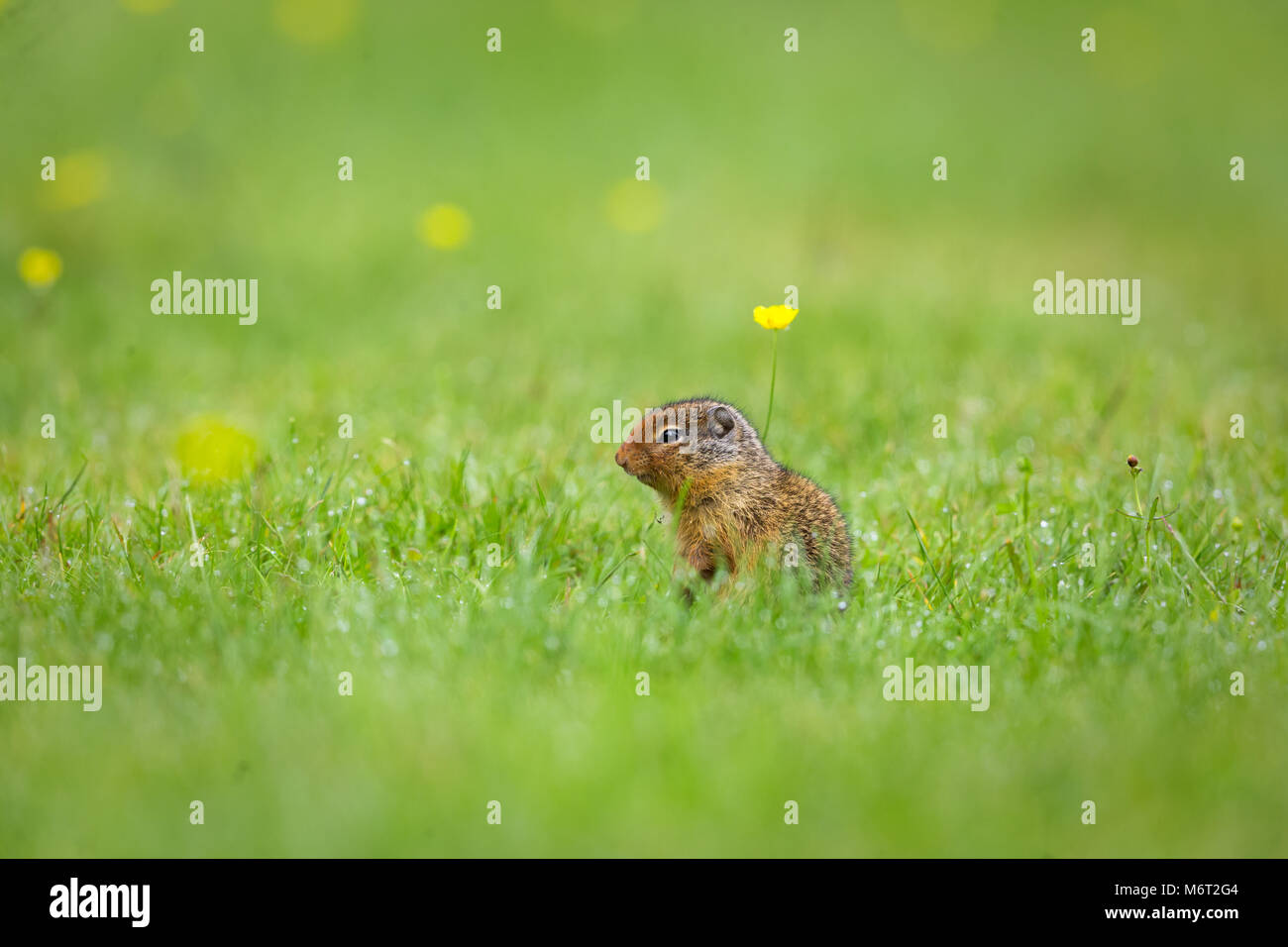 Richardson Erdhörnchen mit gelben Blumen auf Gras Hintergrund Stockfoto