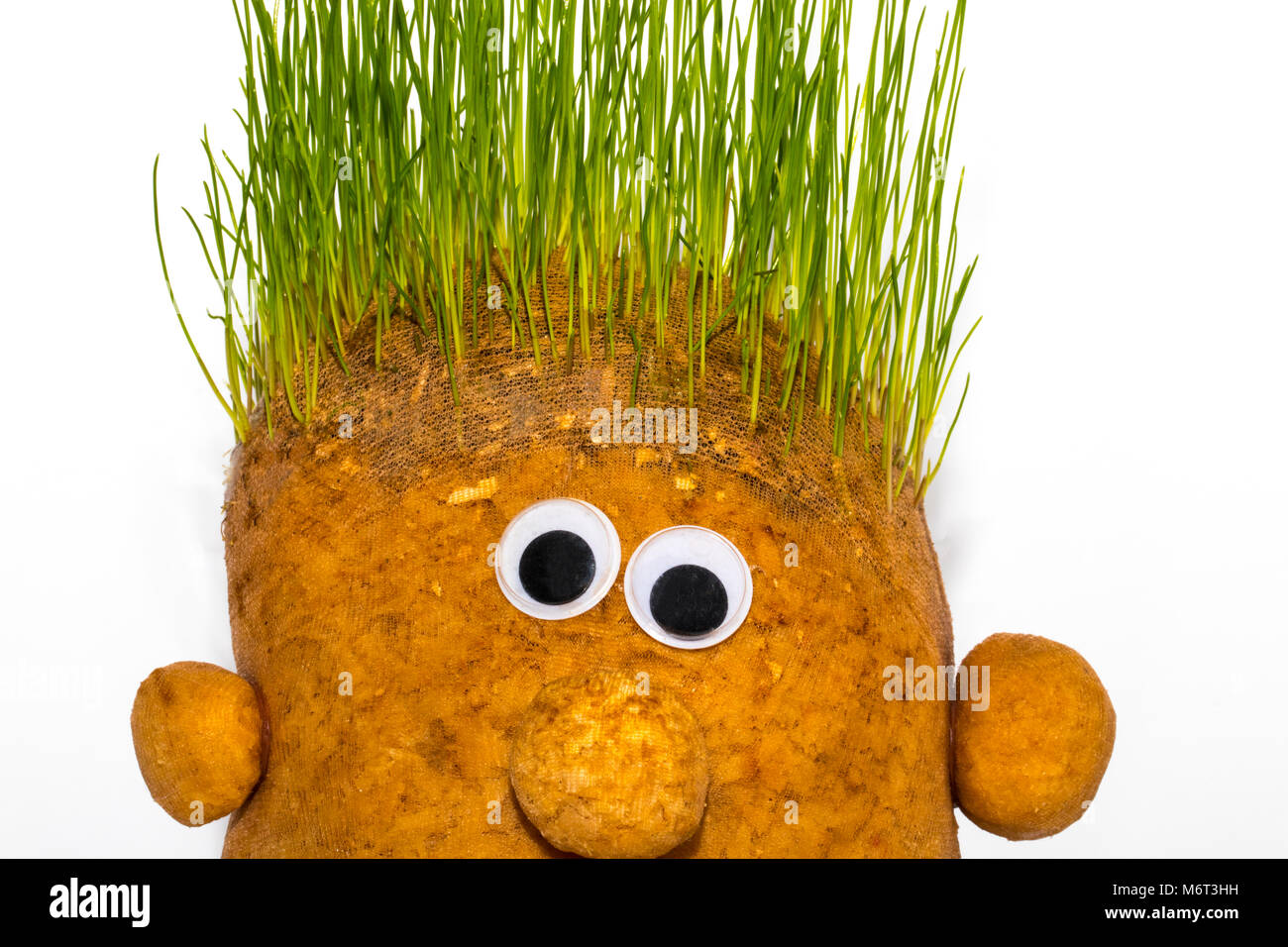 Lustiges Spielzeug Kartoffeln mit grünen lebenden Haar Stockfotografie -  Alamy
