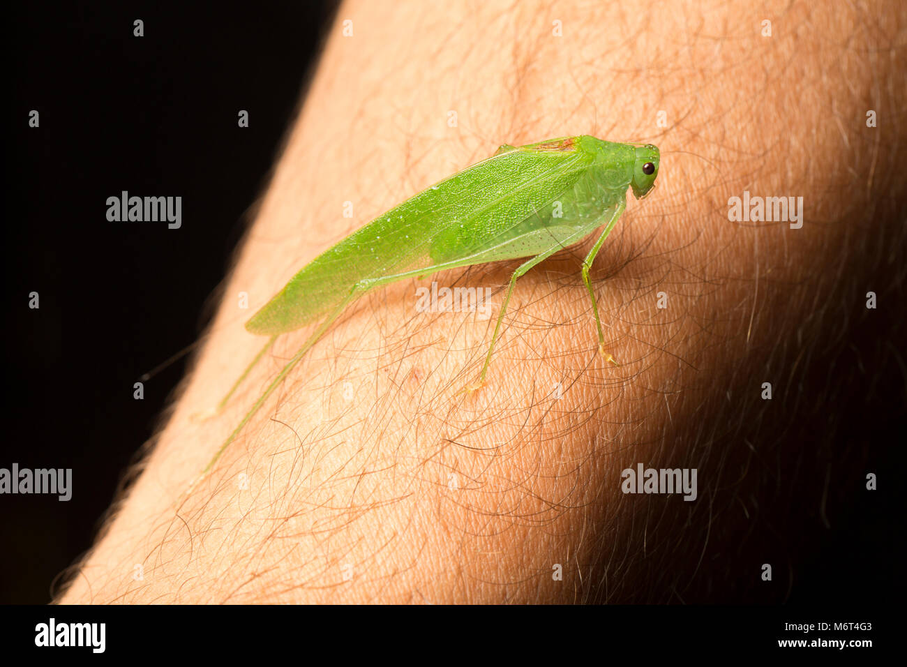 Bush Cricket oder katydid, fotografiert auf einem menschlichen Arm im Dschungel in der Nacht in der Nähe von Bakhuis, Suriname, Südamerika Stockfoto
