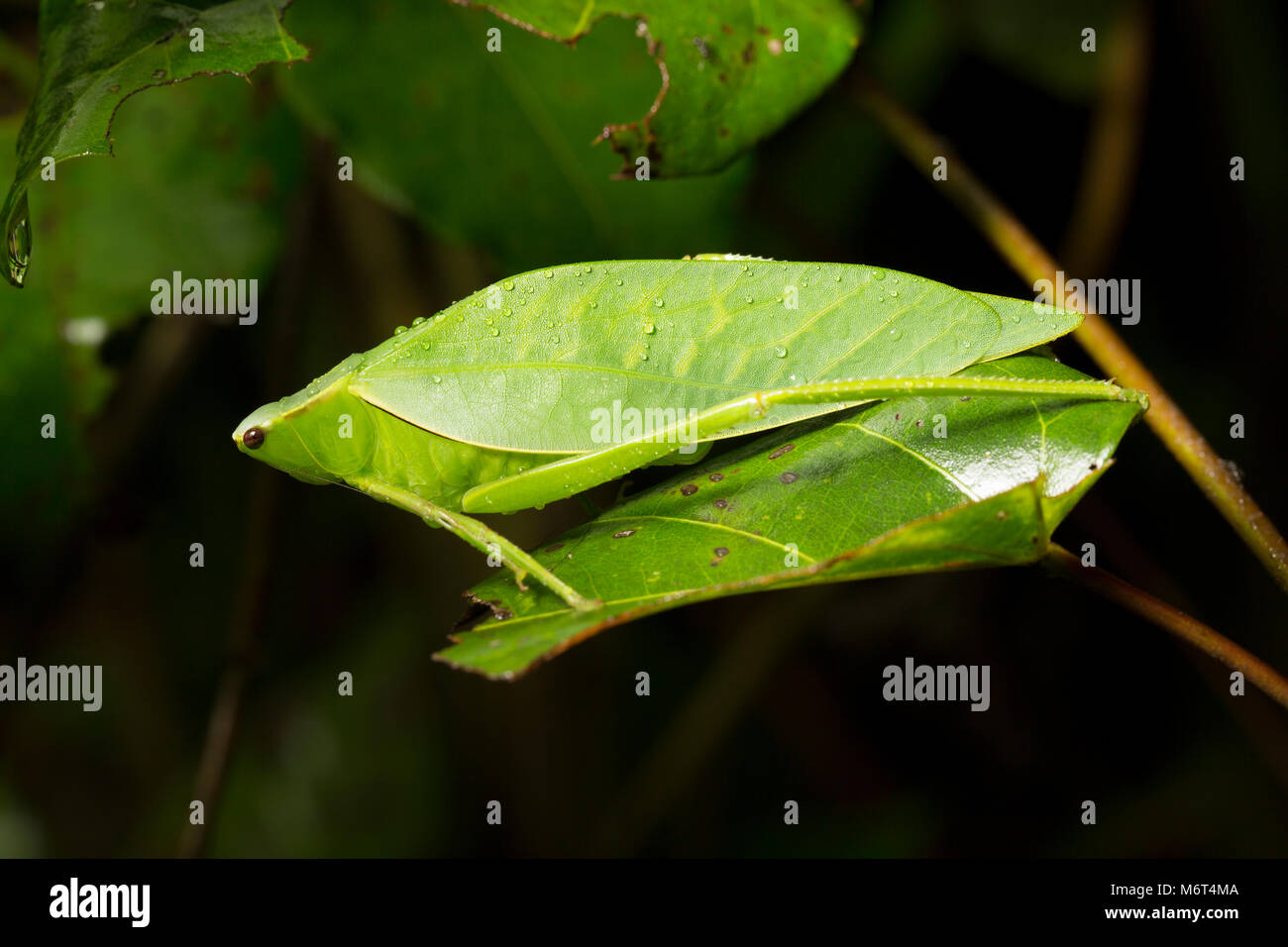 Bush Cricket oder katydid, im Dschungel in der Nacht in der Nähe von bakhuis Suriname, Südamerika fotografiert. Stockfoto