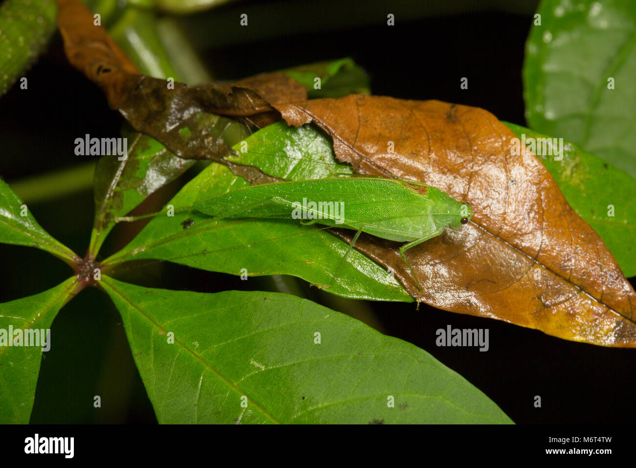 Bush Cricket oder katydid, im Dschungel in der Nacht in der Nähe von bakhuis Suriname, Südamerika fotografiert. Stockfoto