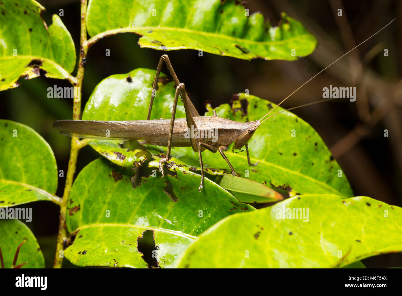 Bush Cricket oder katydid, Raleighvallen finden fotografiert in der Nacht im Dschungel, Suriname, Südamerika Stockfoto