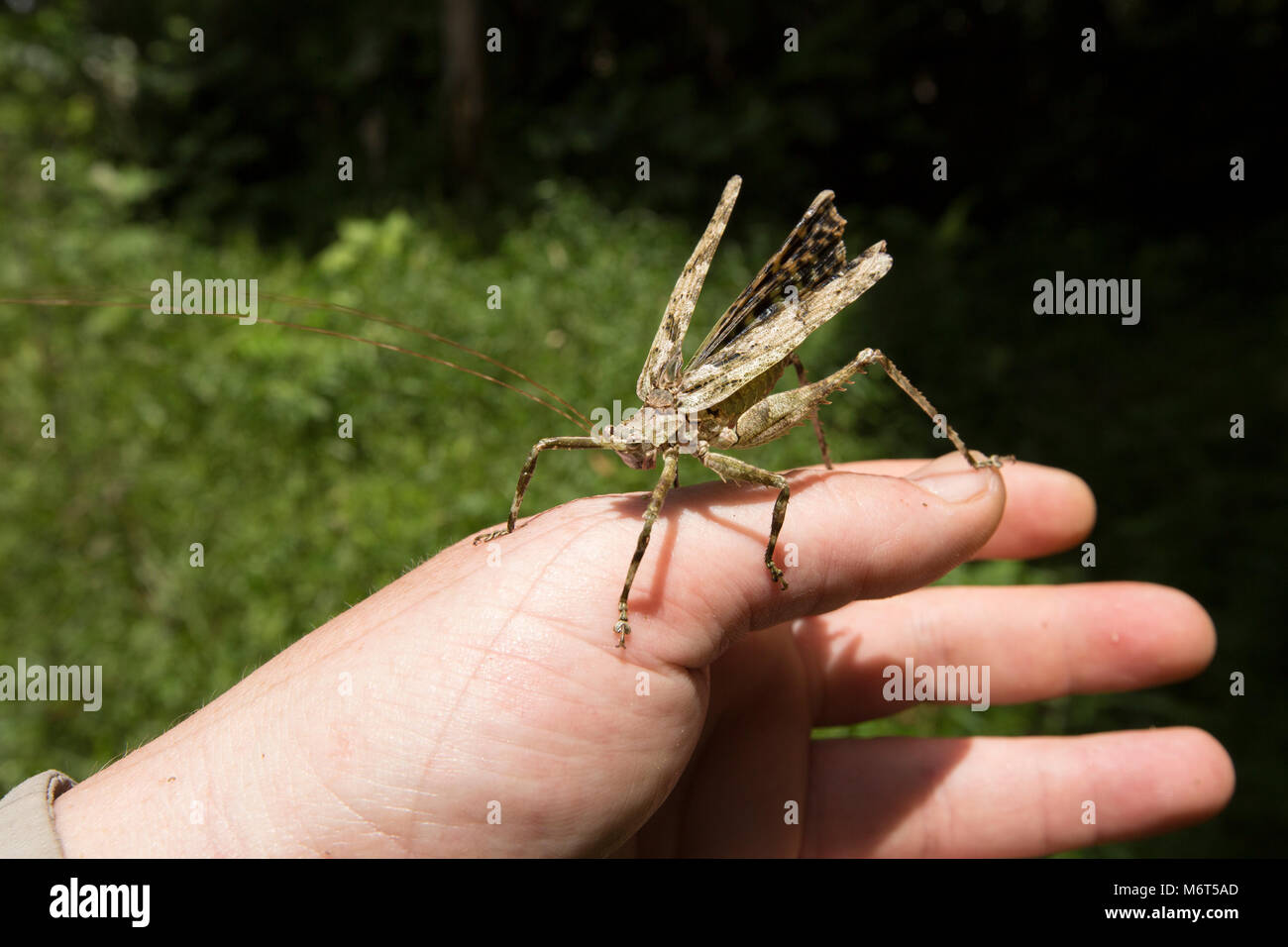 Bush Cricket oder katydid, Raleighvallen finden, Suriname, Südamerika Stockfoto