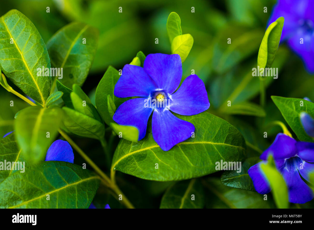 Periwinkle Anlage mit grünen Blättern und blauen Blüten Fünfblättrigen. Stockfoto
