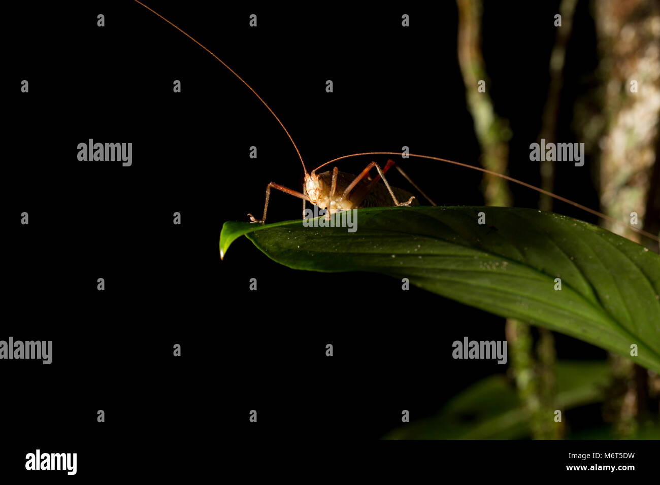 Bush Cricket oder Raleighvallen katydid, Reserve, in der Nacht im Dschungel, Suriname fotografiert, Südamerika Stockfoto