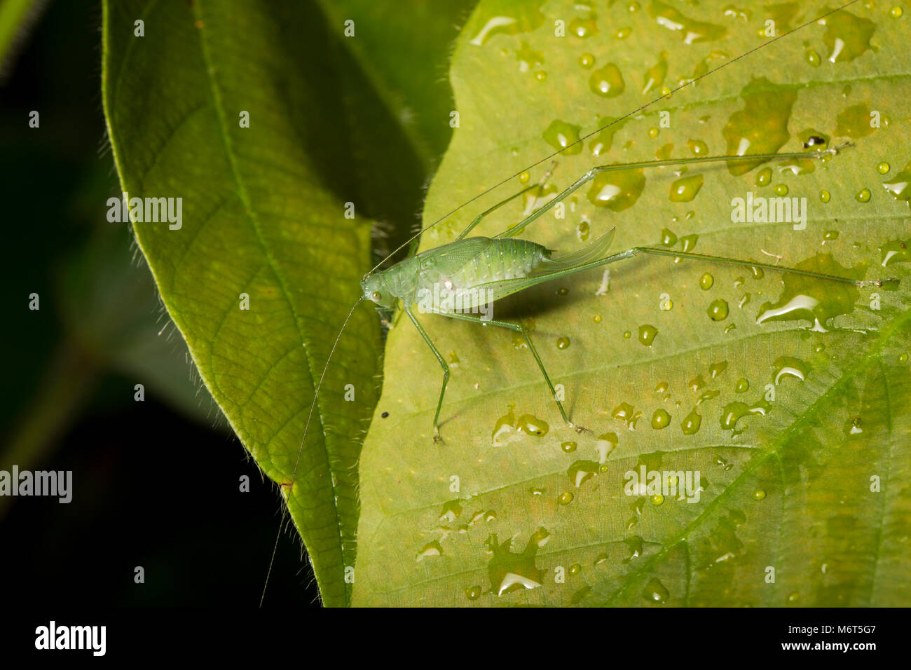 Bush Cricket oder katydid, Suriname, Südamerika Stockfoto
