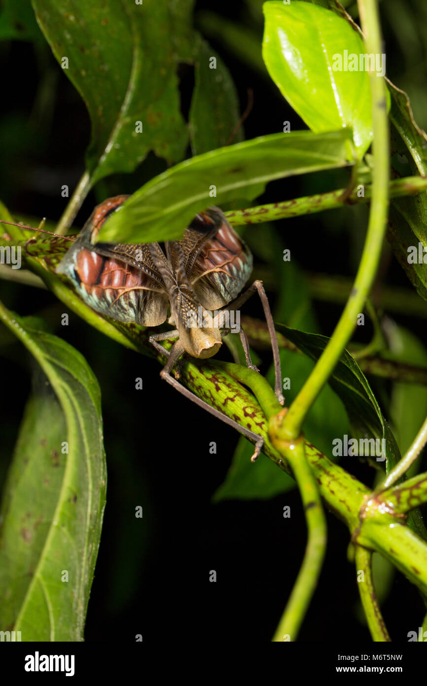 Rückansicht eines Bush Cricket oder katydid angezeigt Flügel Farbe, in der Nacht im Dschungel in der Nähe von Bakhuis, Suriname, Südamerika fotografiert. Stockfoto