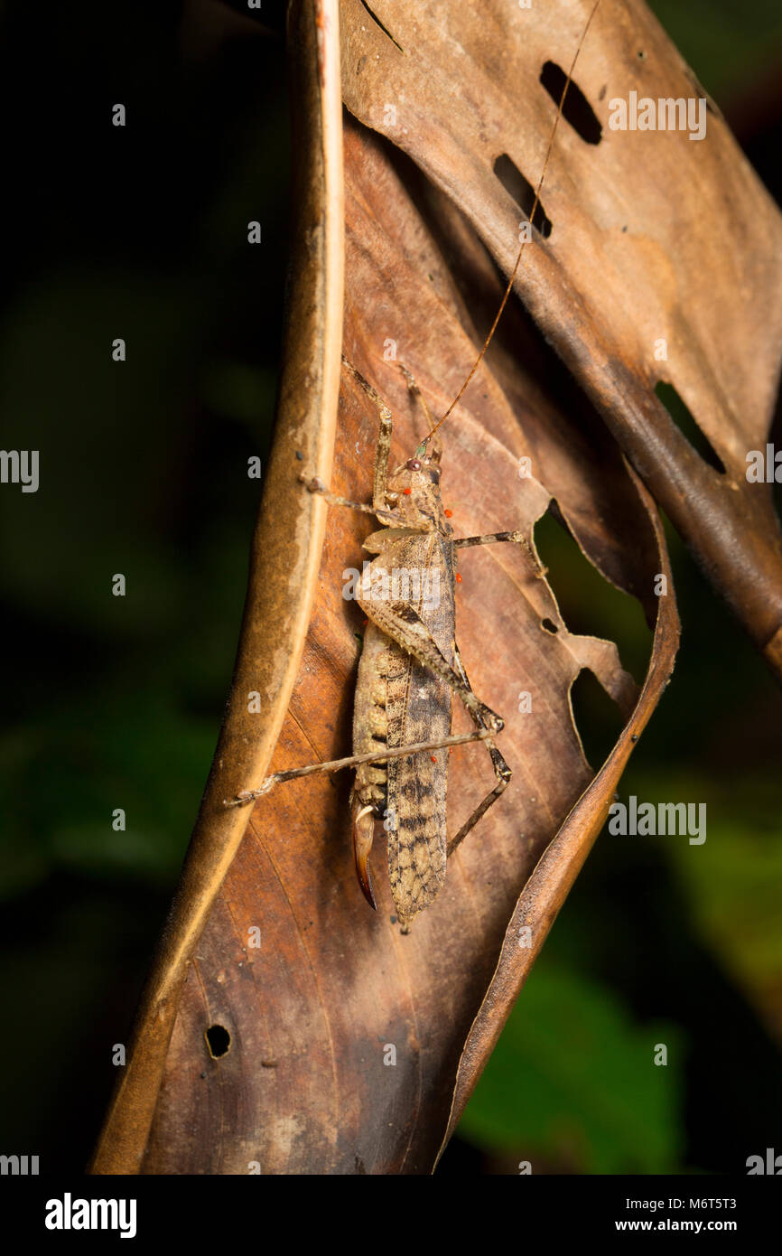Bush Cricket oder Raleighvallen katydid, Reserve, im Dschungel in der Nacht Suriname, Südamerika fotografiert. Stockfoto