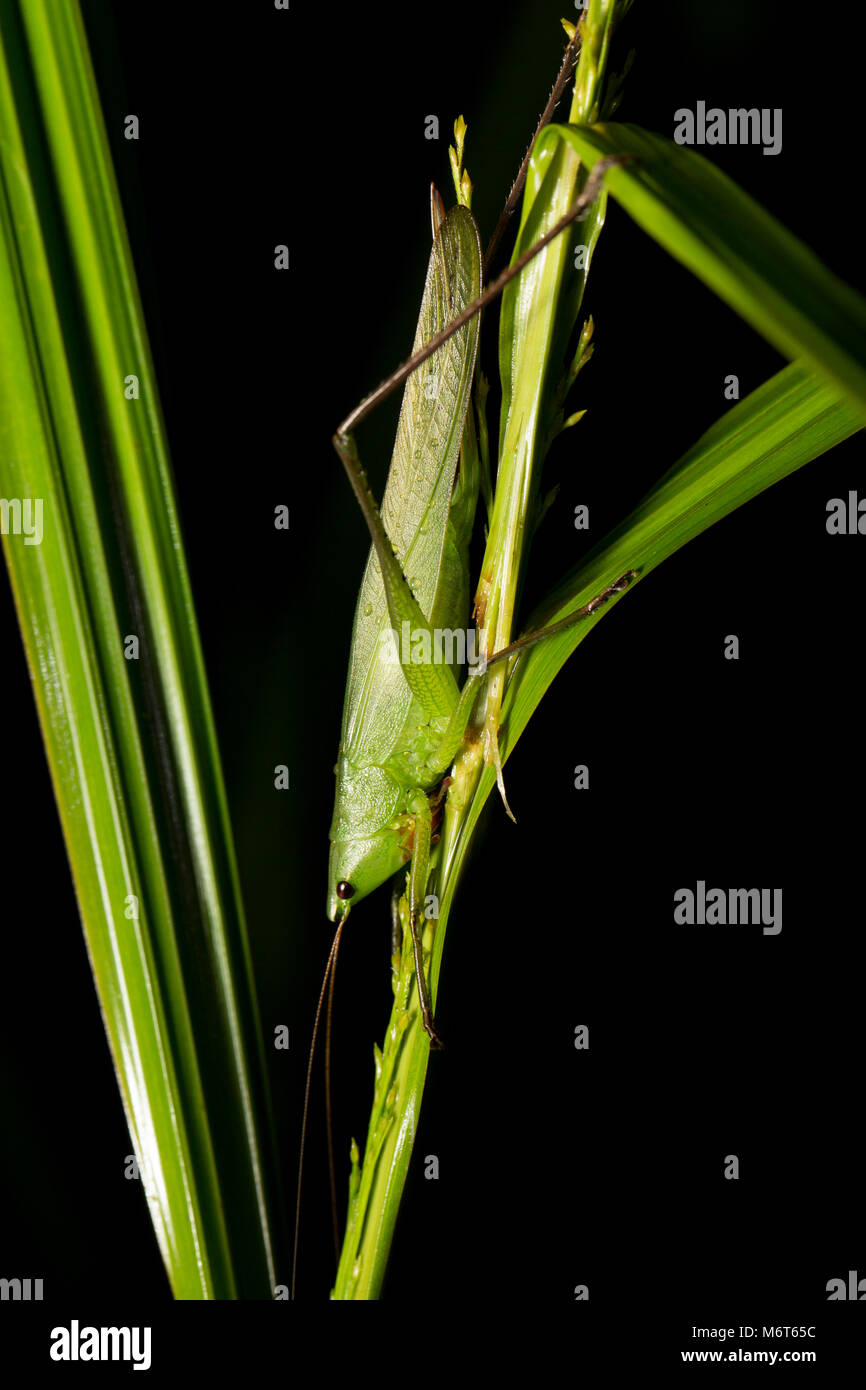 Bush Cricket oder katydid, Raleighvallen finden fotografiert in der Nacht im Dschungel Suriname, Südamerika Stockfoto