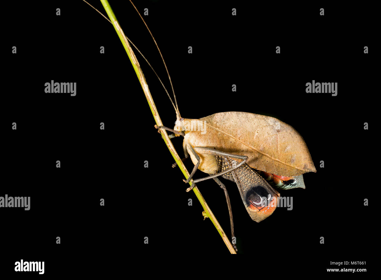 Bush Cricket oder katydid, im Dschungel in der Nähe von Bakhuis, Suriname, Südamerika fotografiert. Stockfoto