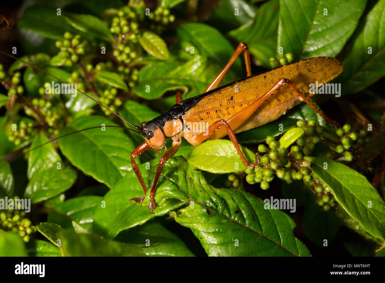 Bush Cricket oder katydid, im Dschungel bei Nacht fotografiert. Bakhuis, Suriname, Südamerika Stockfoto