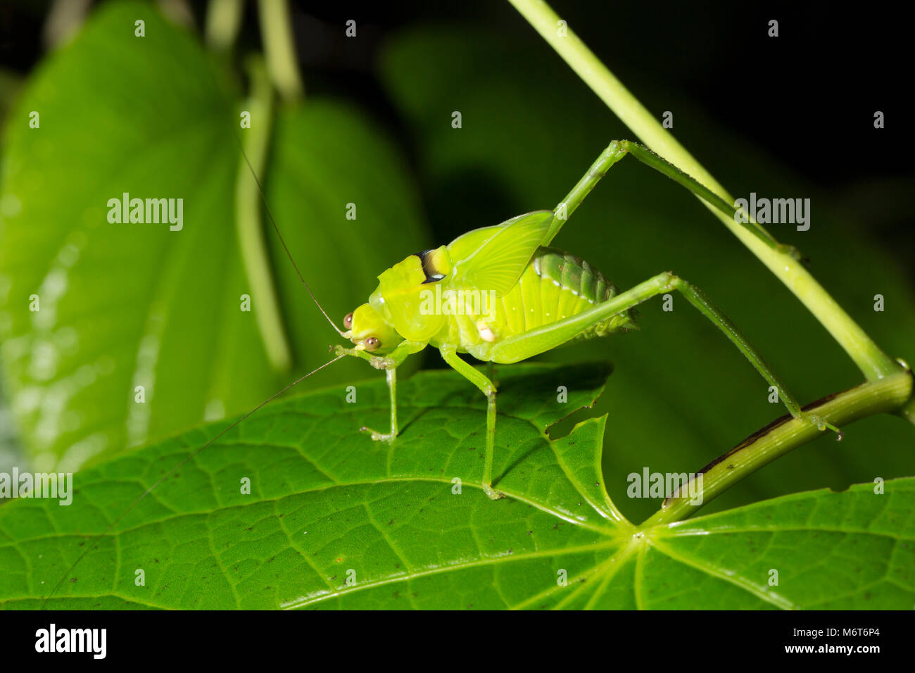 Bush Cricket oder katydid, im Dschungel bei Nacht fotografiert. Bakhuis, Suriname, Südamerika Stockfoto