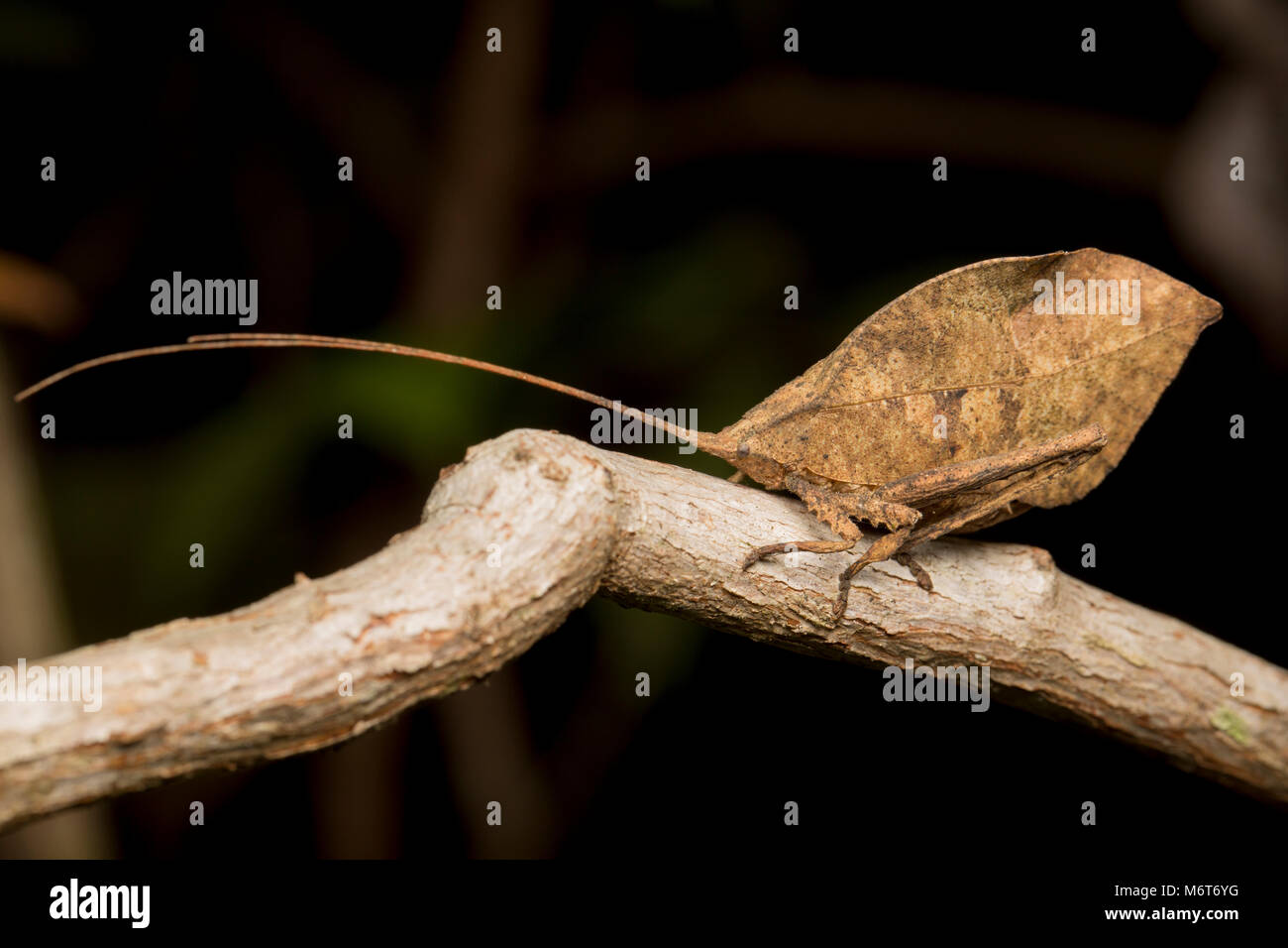 Bush Cricket oder katydid, Raleighvallen finden Suriname, Südamerika Stockfoto