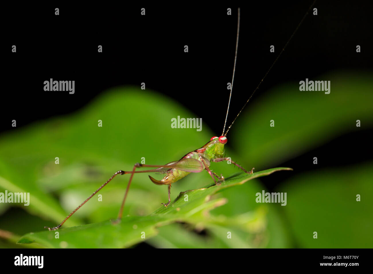 Bush Cricket oder katydid, Botapassie, Suriname, Südamerika Stockfoto