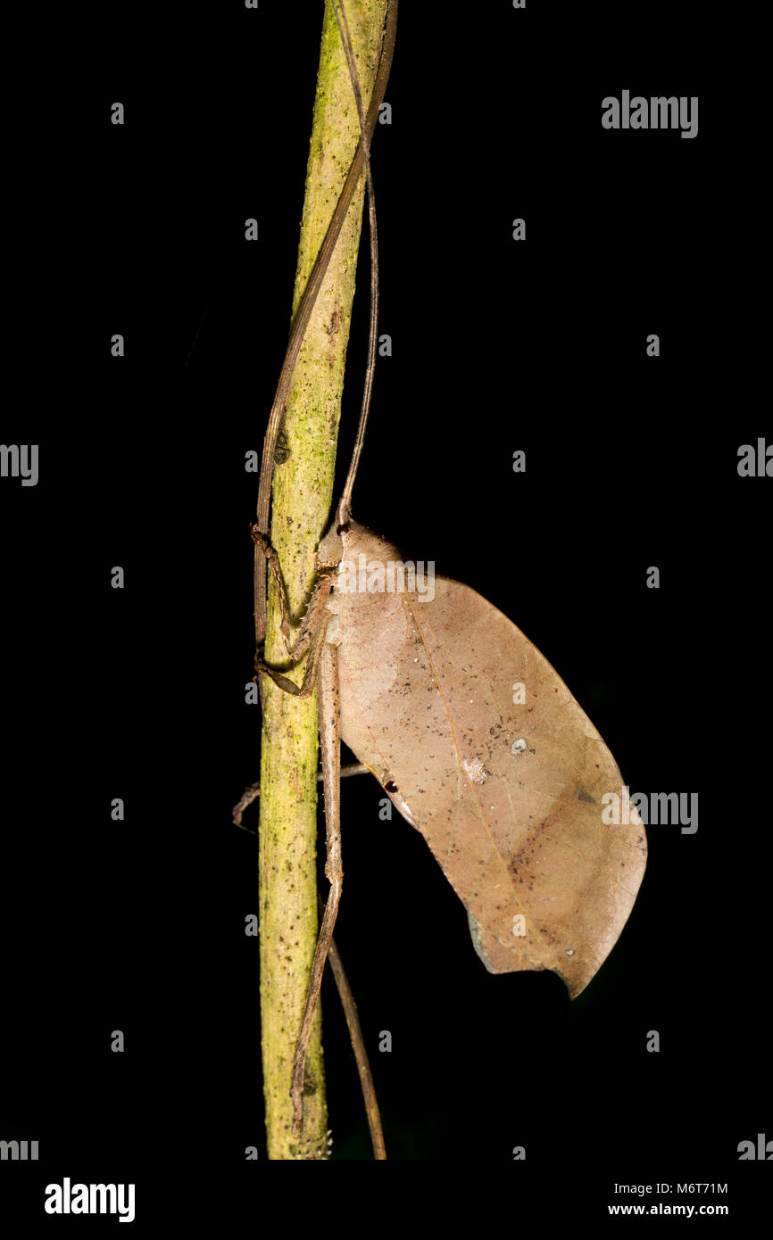 Bush Cricket oder katydid, Bakhuis Suriname, Südamerika Stockfoto