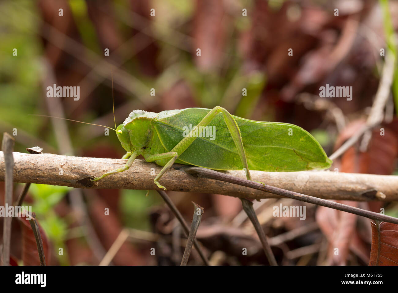 Bush Cricket oder katydid, Bakhuis, Suriname, Südamerika Stockfoto