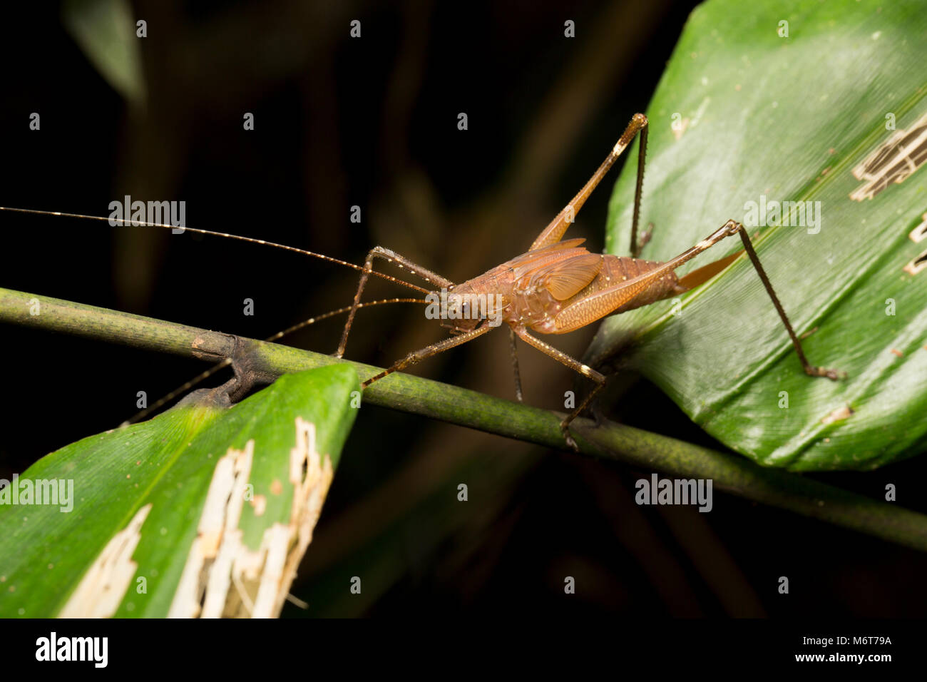 Bush Cricket oder katydid, Raleighvallen finden Suriname, Südamerika Stockfoto