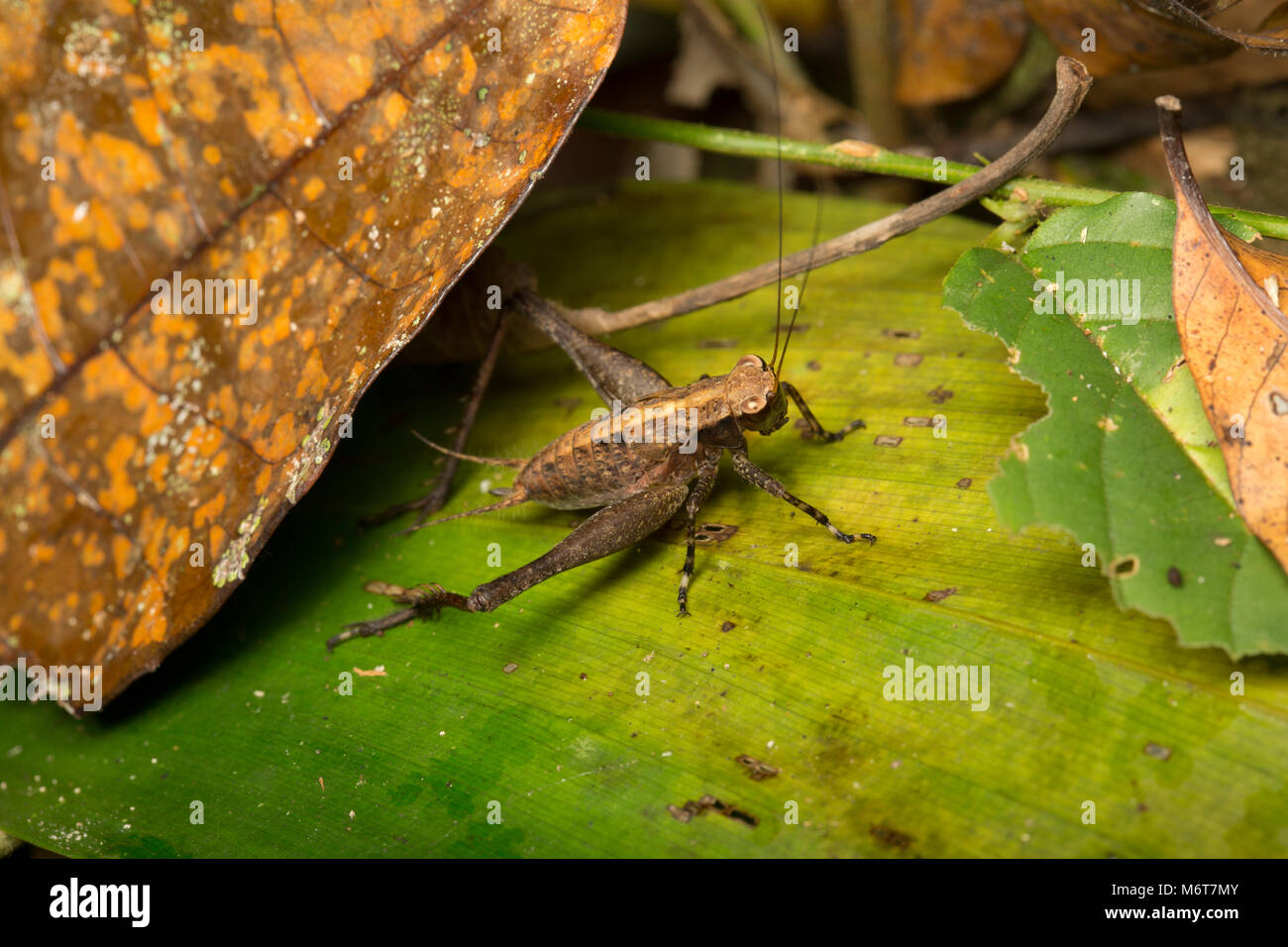 Bush Cricket oder katydid, Suriname, Südamerika Stockfoto